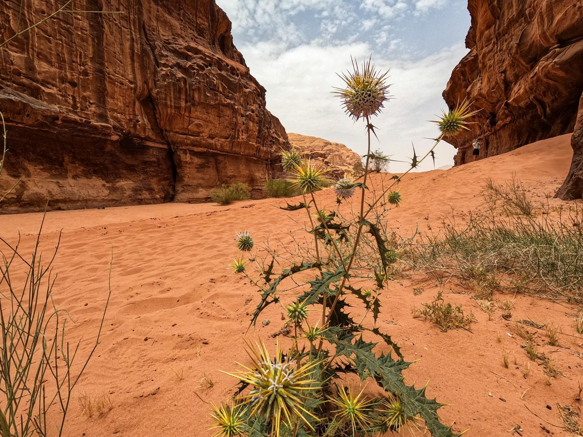Stargazing Camp & Tours Hotel Wadi Rum Luaran gambar