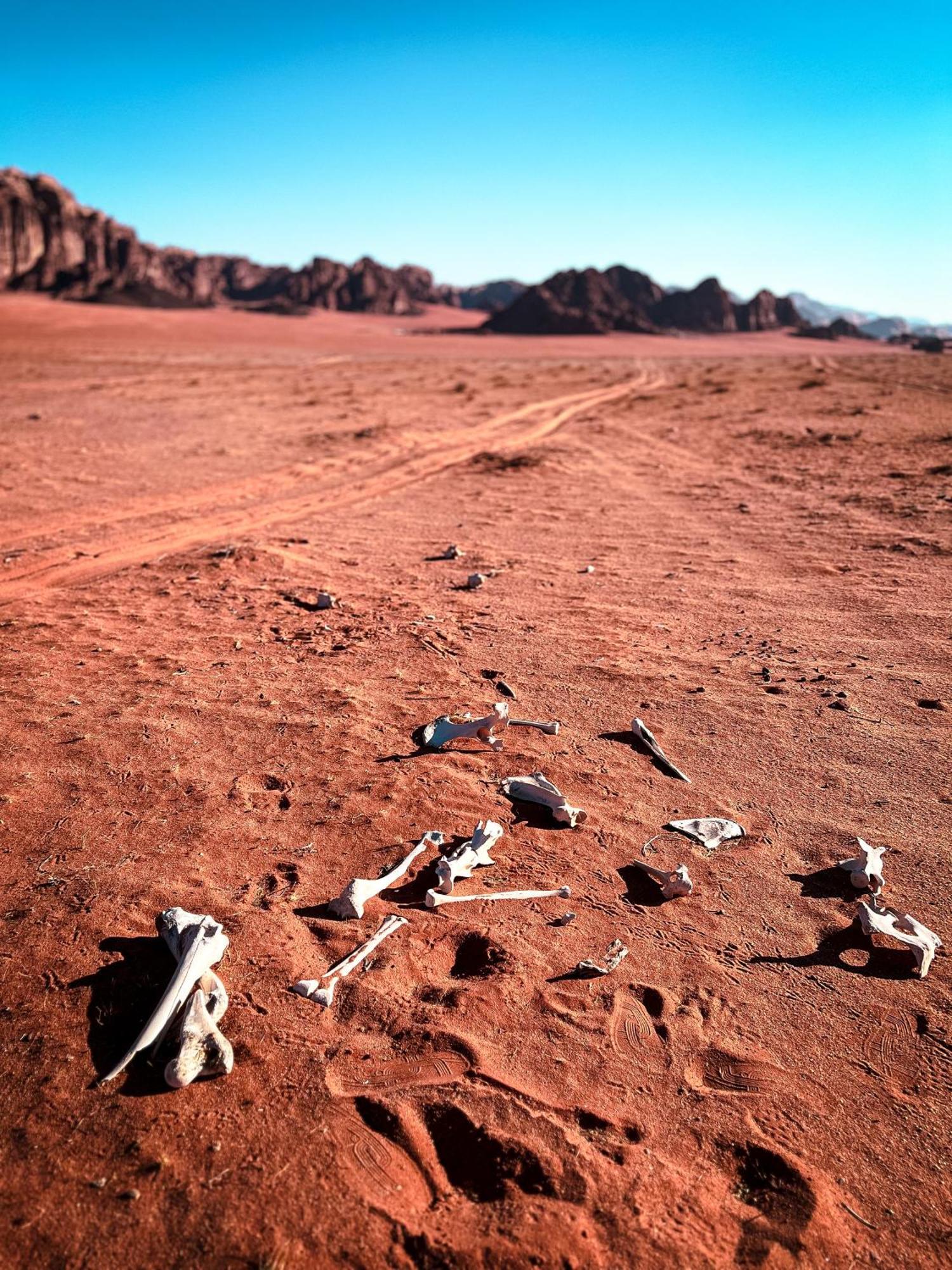 Stargazing Camp & Tours Hotel Wadi Rum Luaran gambar