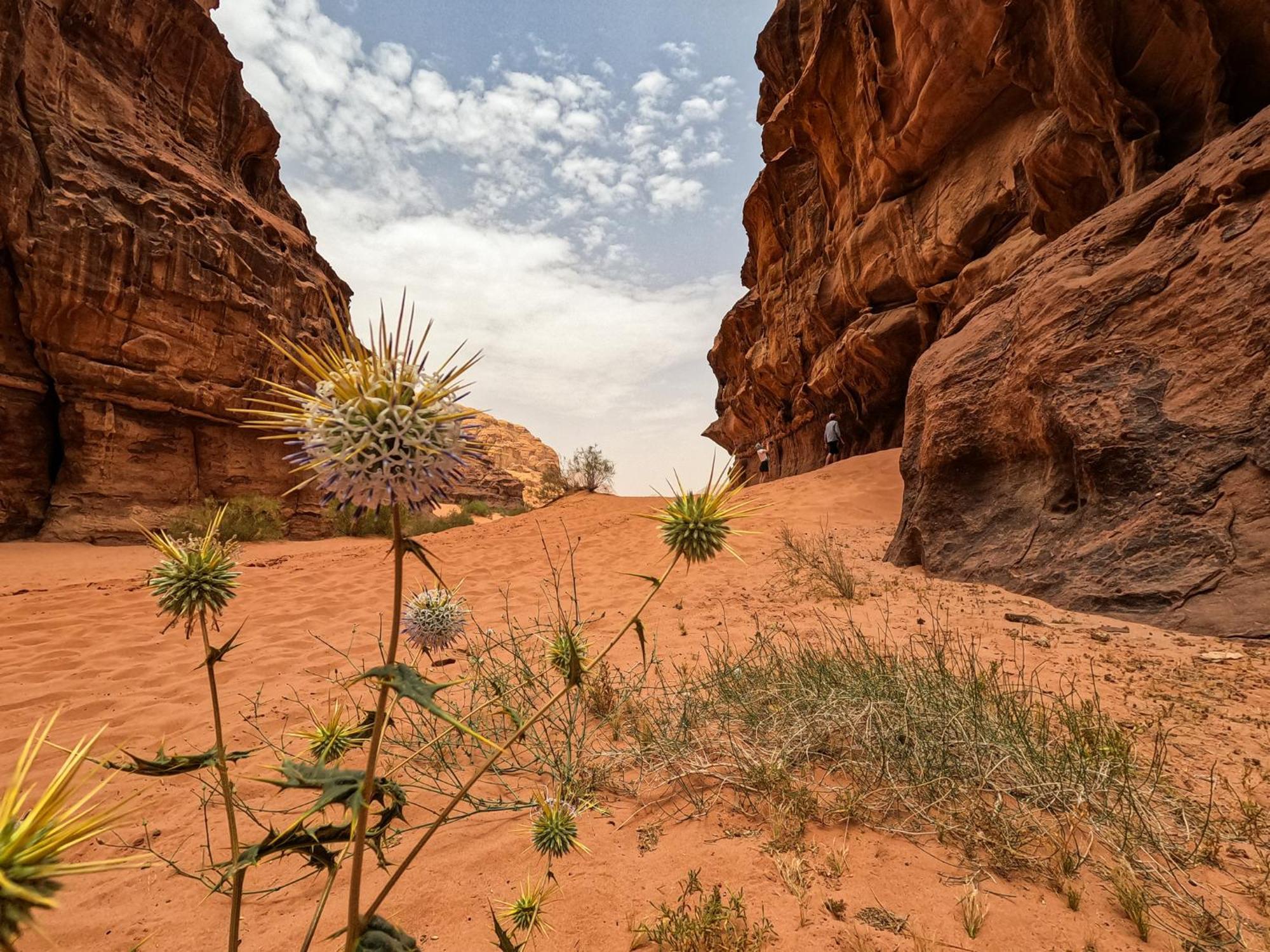 Stargazing Camp & Tours Hotel Wadi Rum Luaran gambar