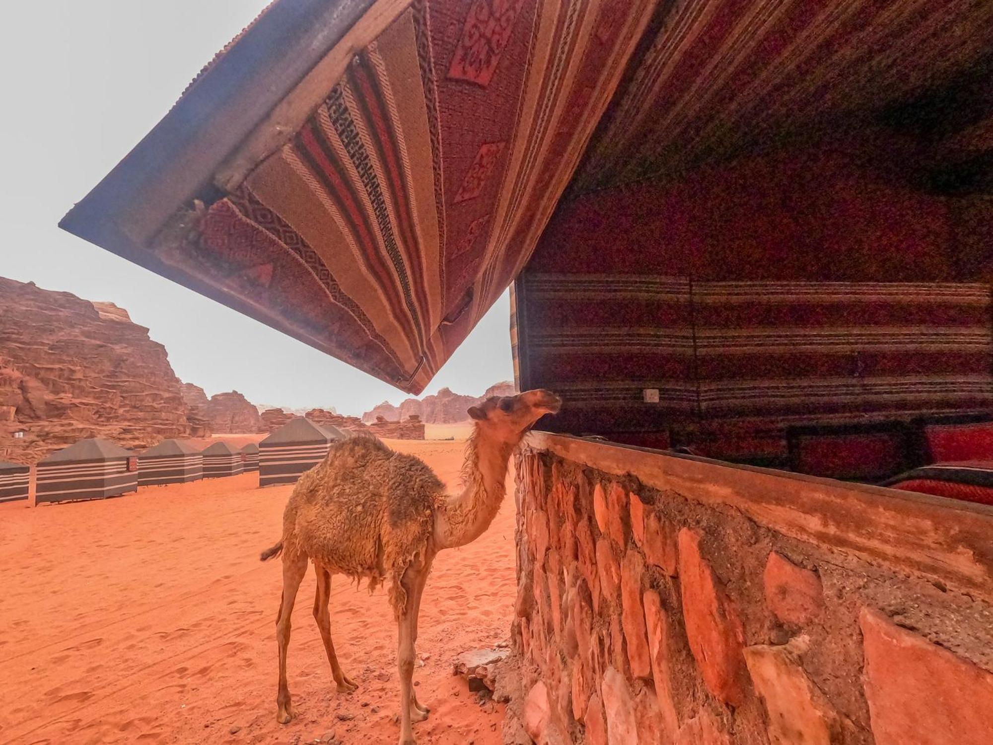 Stargazing Camp & Tours Hotel Wadi Rum Luaran gambar