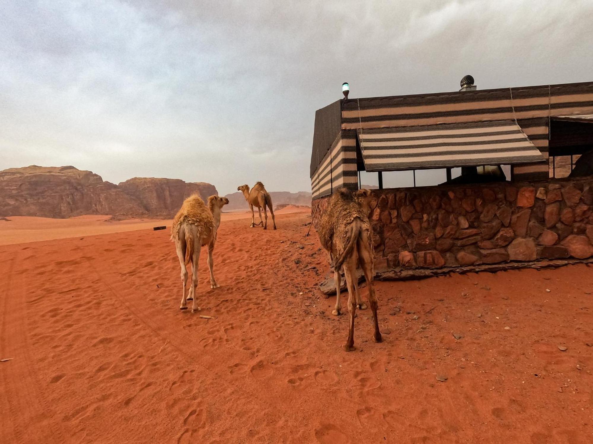 Stargazing Camp & Tours Hotel Wadi Rum Luaran gambar